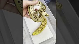 Ball Python or Banana? || ViralHog