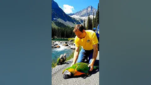 Kind Man Rescues Mother Parrot and her babies on Roadside #wildliferescue #animals
