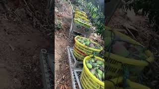 Celebrity Monorail Tech is Revolutionizing Mountain Farming in China 🌄🚜 | China Tech Hub Net Worth