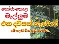 agriculture in srilanka|tora gasa|තෝර ගස.