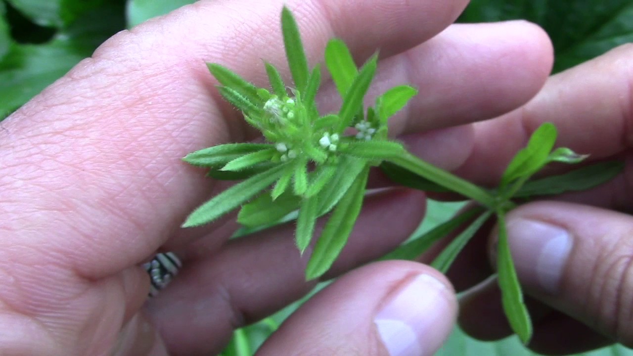 Cleavers (Galium aparine) Edible wild Plants. YouTube