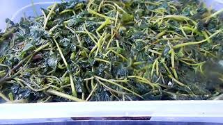 Easiest Pickled Cleome Gynandra Recipe Vann របបធវ ជរកមមញ ងយៗ ឆងញ ឆងញ