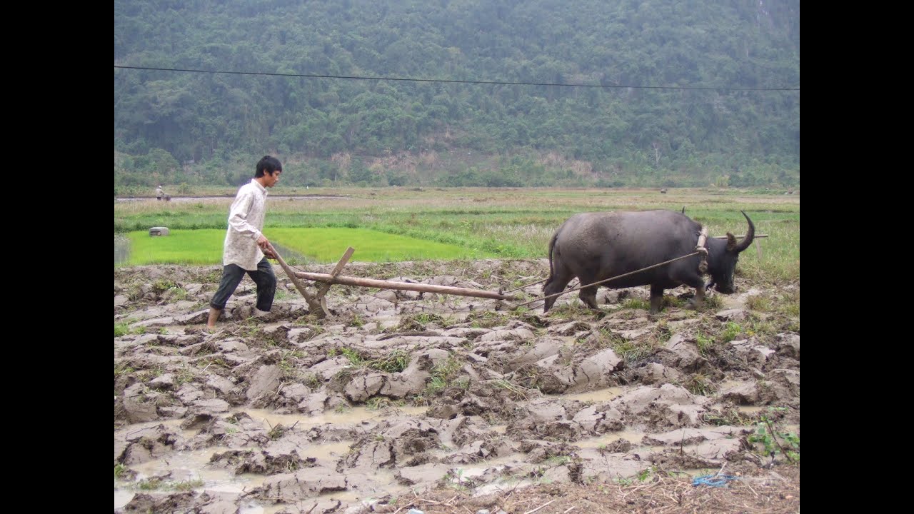 WORKING STREAM 8HOURS - NODOTA - MONDAY