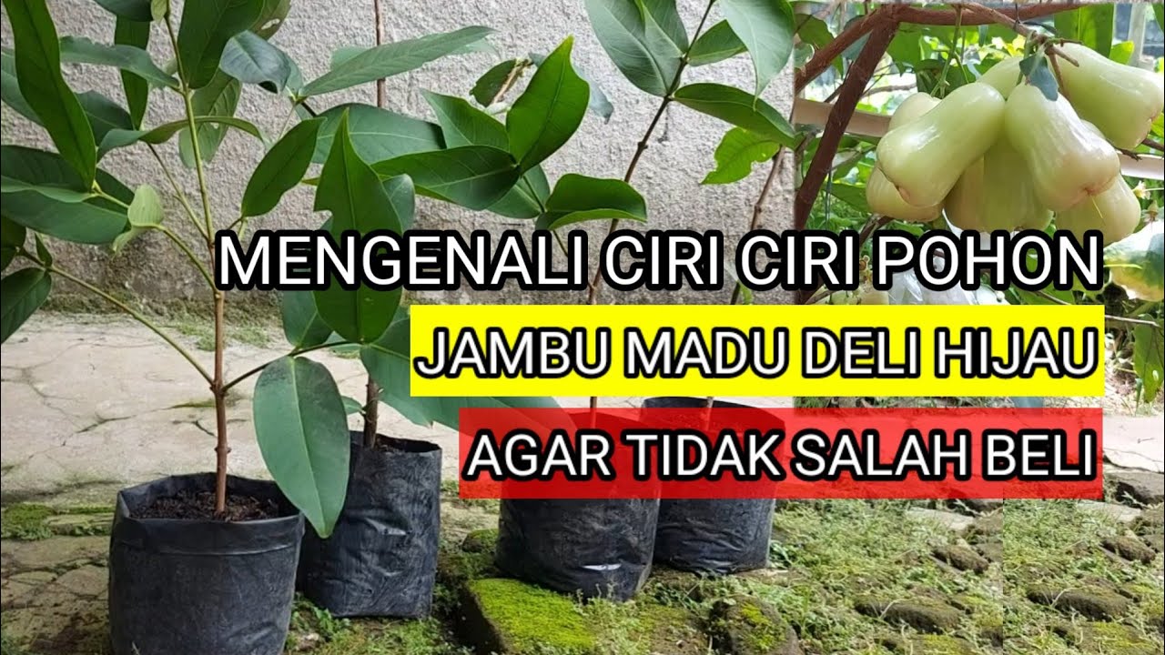 Mengenali ciri ciri pohon jambu madu deli hijau dari bentuk daunya
