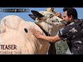 Dera Fouji Sultan Mirwal Teaser - Deadliest Fateh Jang Bulls 2025 - Season 2025 JNTV