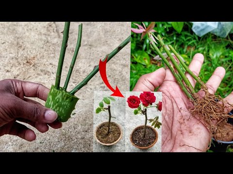 Best Way to Growing Rose Plant Cutting in a Aloevera. - YouTube