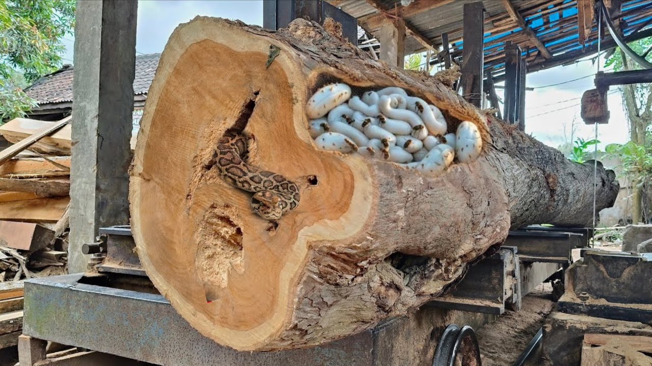 the unexpected beauty behind the monster teak wood at the sawmill 