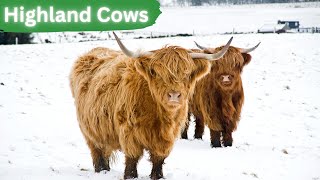 Highland Cows | Charismatic and Stylish Cattle by Lord of Animals 492 views 7 months ago 2 minutes, 34 seconds