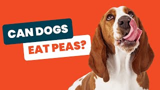 Can Dogs Eat Peas Safely? Discover the Surprising Facts Are Dogs Allergic To Peas