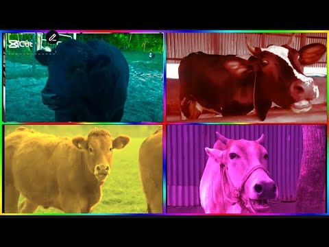 Funny Cows VS Funny Buffalo VS Funny Buls VS Tiles Hop EDM Rush 