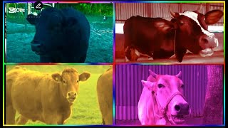 Funny Cows VS Funny Buffalo VS Funny Buls VS Tiles Hop EDM Rush screenshot 4