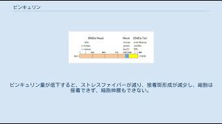 ビンキュリン