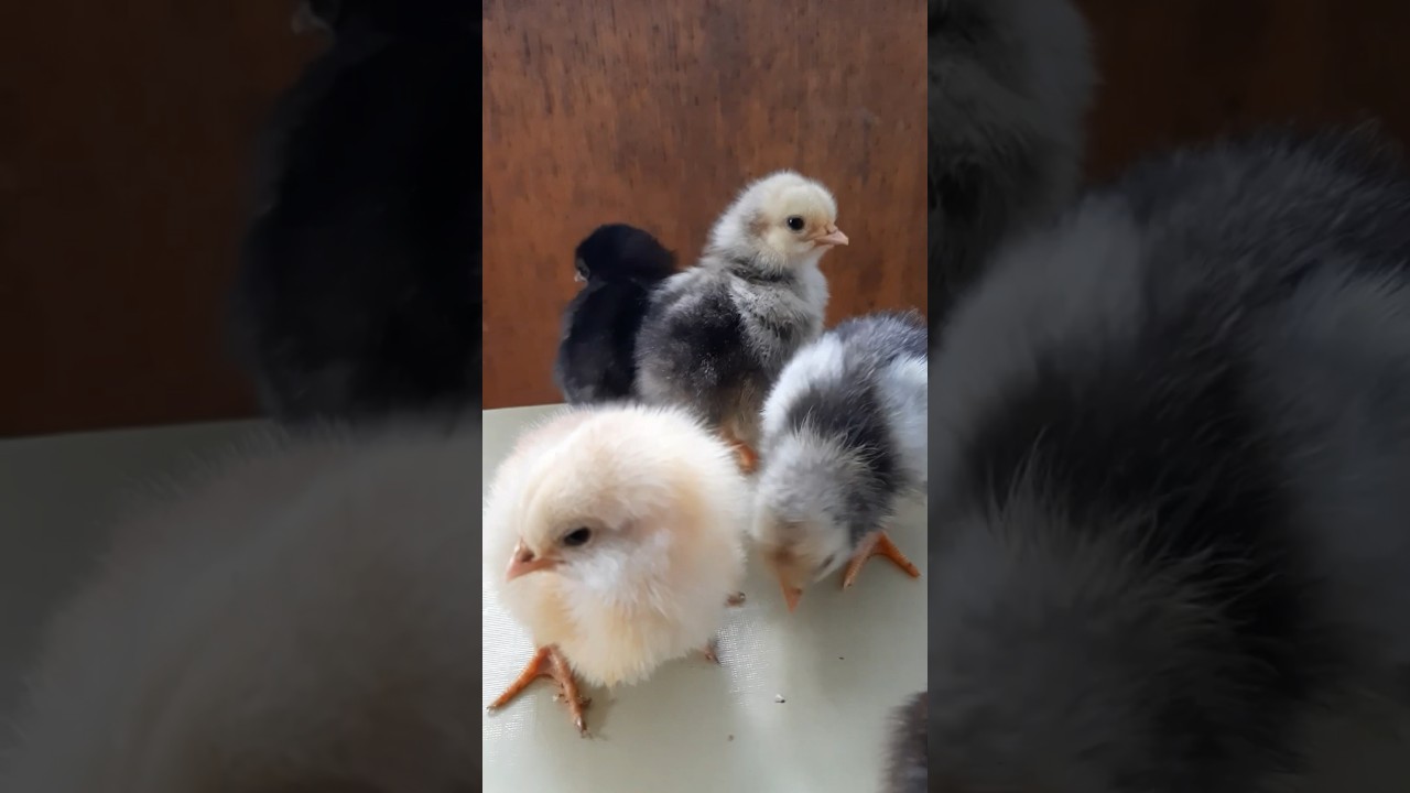 Курчата 🐣 маленькі ціплята #цікавіфакти #chickens