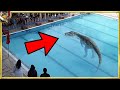プールに侵入した危険な動物たち20
