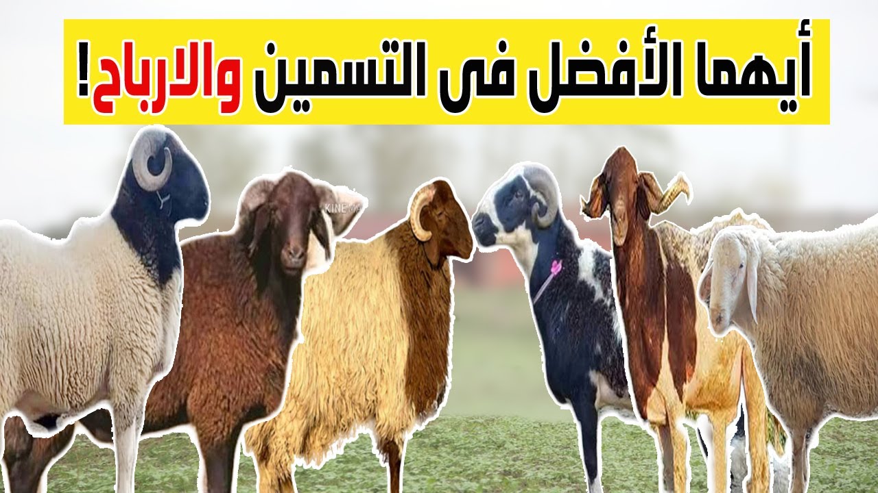 مقارنة بين أشهر سلالات الأغنام :أيهما الافضل في التسمين والارباح (مشروع ...