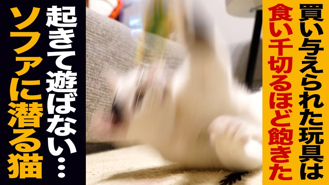 数百の玩具を食い壊す/御年4歳の保護猫/ソファに潜り込む禁忌を犯す