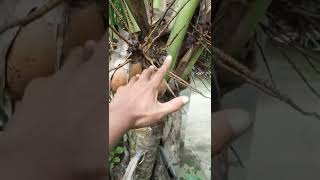 Pohon Kelapa Kerdil Berbuah