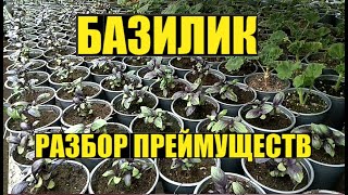 Базилик - выращивание на продажу.