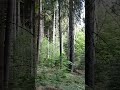 Kolory natury. 17.05 #nature #forest #spring #morning #shorts #music #