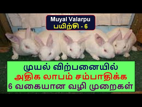 முயல் விற்பனையில் அதிக லாபம் சம்பாதிக்க 6 வகையான வழி முறைகள் [Muyal valarpu – Part 6] 6Profit Sales?