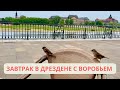 ЗАВТРАК В ДРЕЗДЕНЕ С ВОРОБЬЁМ/НАГЛЫЙ ВОРОБЕЙ