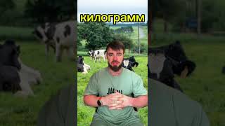 Сколько нужно молока на 1кг сливочного масла?