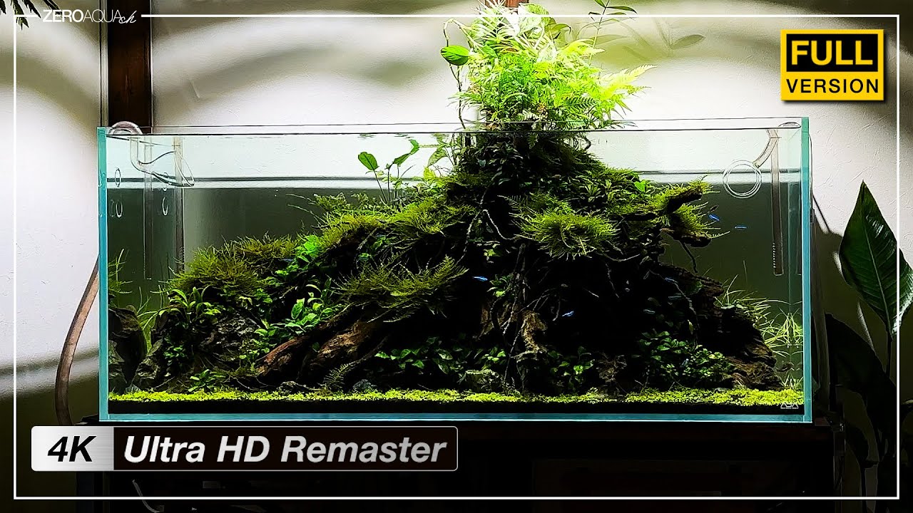 120cm水槽【アヌビアスの森】 立ち上げから完成まで - 4K Ultra HD Remaster Edition -　/アクアリウム/aquarium/120cm/vlog/