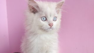 பூனை அழகான 5 குட்டி போட்டது   #persiancat #cat #பூனை #tamil #catpaws #tamilvlog #tamilvoiceover