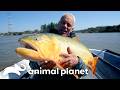 Deadliest Predators of SEASON 6 | River Monsters | Animal Planet