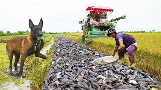 Amazing Smart Dog K9 Catching A lot Catfish in Harvest Rice Season /  Real Catching & Catfish