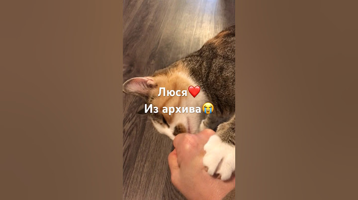Люся❤️Прошу Вселенная помоги Люсе найти дорогу домой 🙏🙏Мы очень ждём ❤️