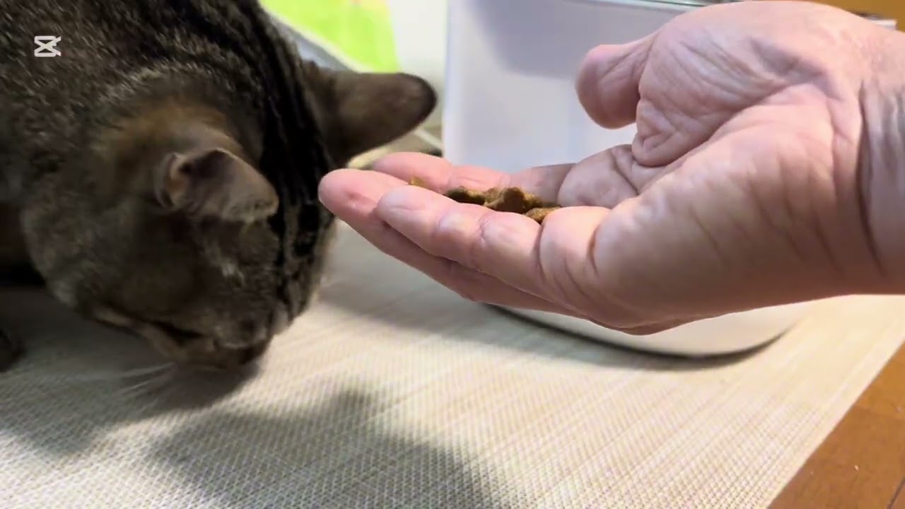 Quiet morning in Japan | slow living vlog 