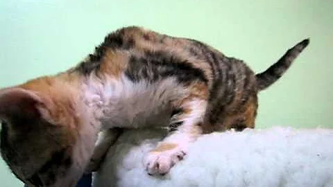 Watch the video about Devon Rex Calico Tabby 2