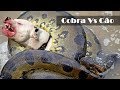 Cobra vs Cão - Cães Inteligentes Atacam Cobras Venenosas