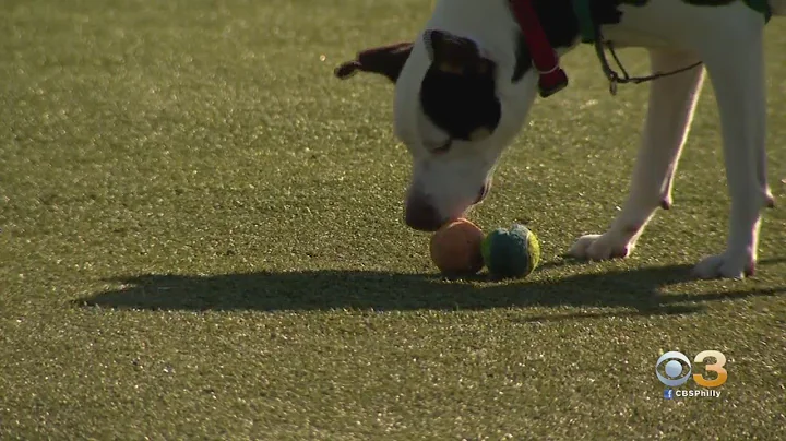 CBS3 Pet Project: How To Know If Your Dog Is Playi...