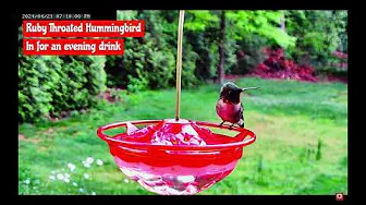 🐦 Just Bill North Carolina Live Stream Bird Feeder Highlights! 🌿 #BirdWatching #Wildlife #Nature
