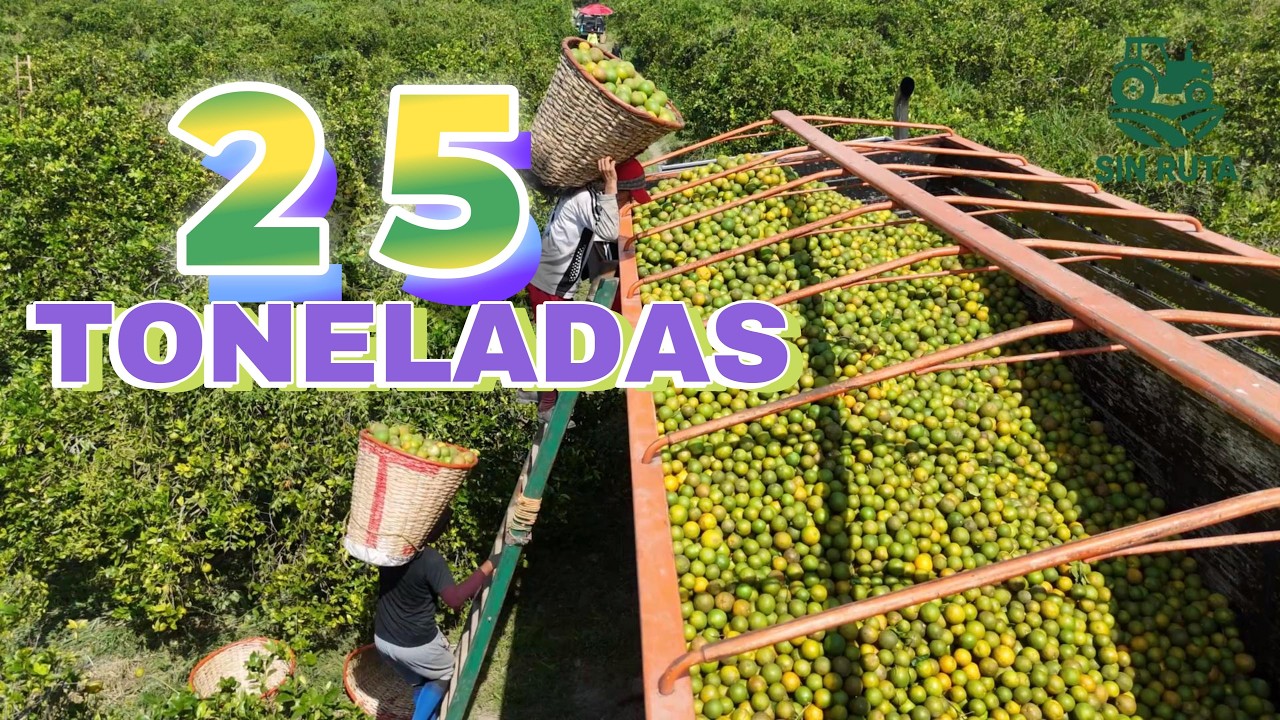 ¿Vale la pena cambiar a orgánico? Lo que nadie te dice sobre lo difícil de producir menos Naranjas