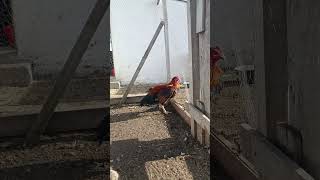 Horoz Yanıyor 💥 / İndian Aseel