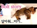 13묘1견 보드미네 ▶ 의식이 없는 채로 구조된 새끼고양이 볼트의 이야기