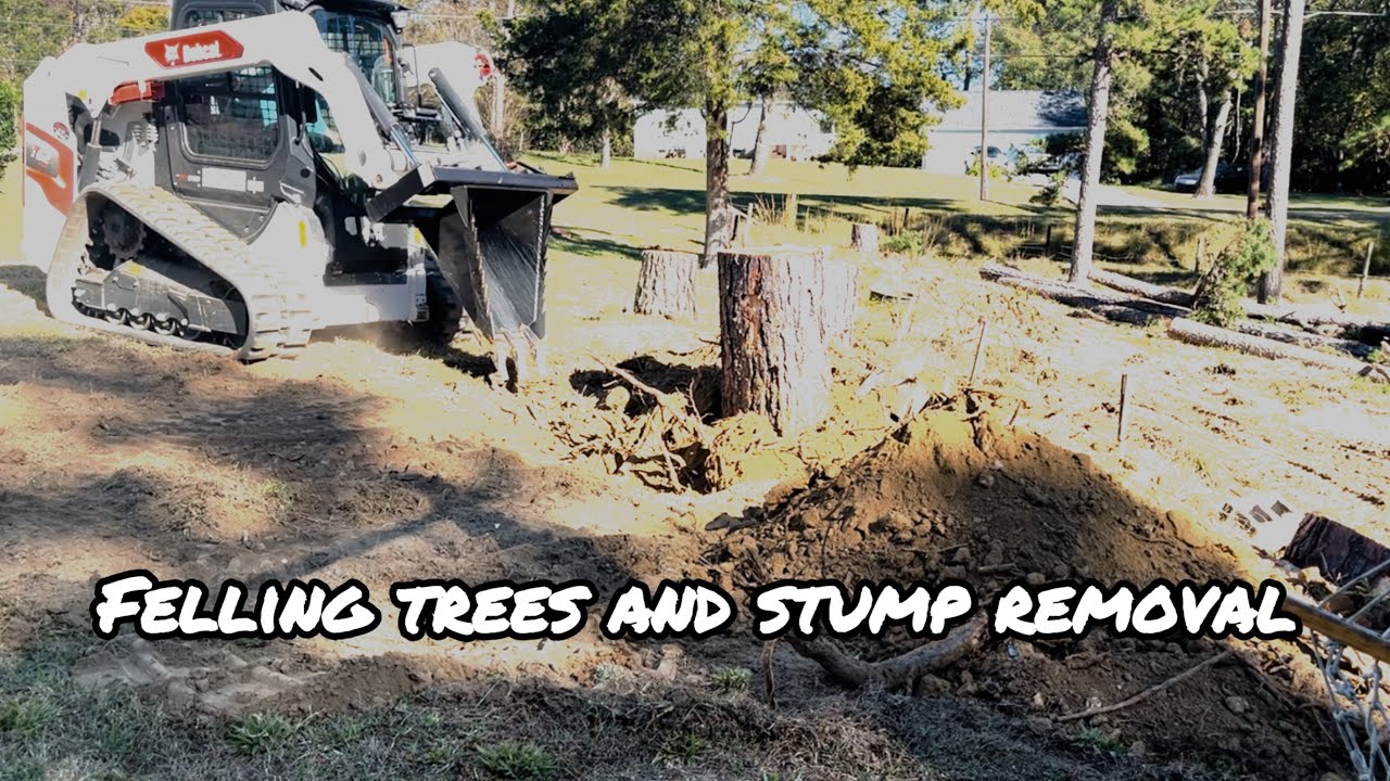 Removing giant stump with skid steer stump bucket - YouTube