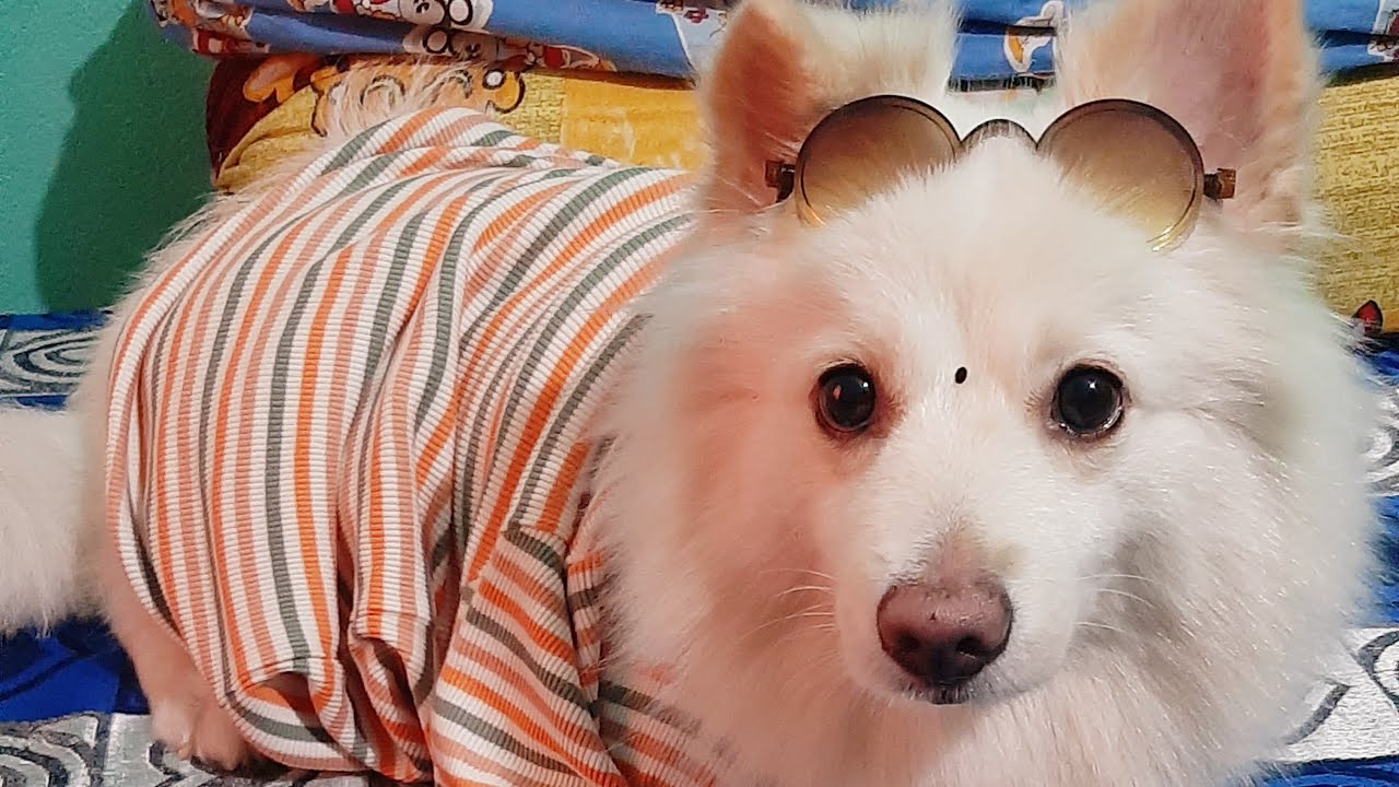 Kutush Family vlog is live Now Come fast everyone👋🐶🥰❤