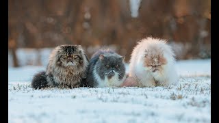 Amazing Facts About Persian Cats