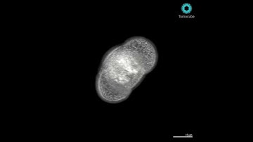 Pine Pollen - 3D Visualization