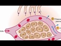 Mechanisms of edema development