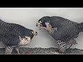 San jose ch falcons intruder invades nest  minutes after hartley lays egg 1 2024 mar 23