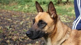 How Much is a Belgian Malinois? 💰🐾 | Understanding the Costs of Owning a Malinois