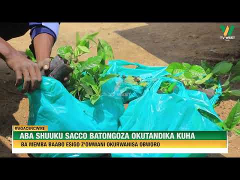 AGACENCWIRE Aba Shuuku Sacco Batongoza Okutandika Kuha Ba Memba Baabo Ensigo Z Omwani