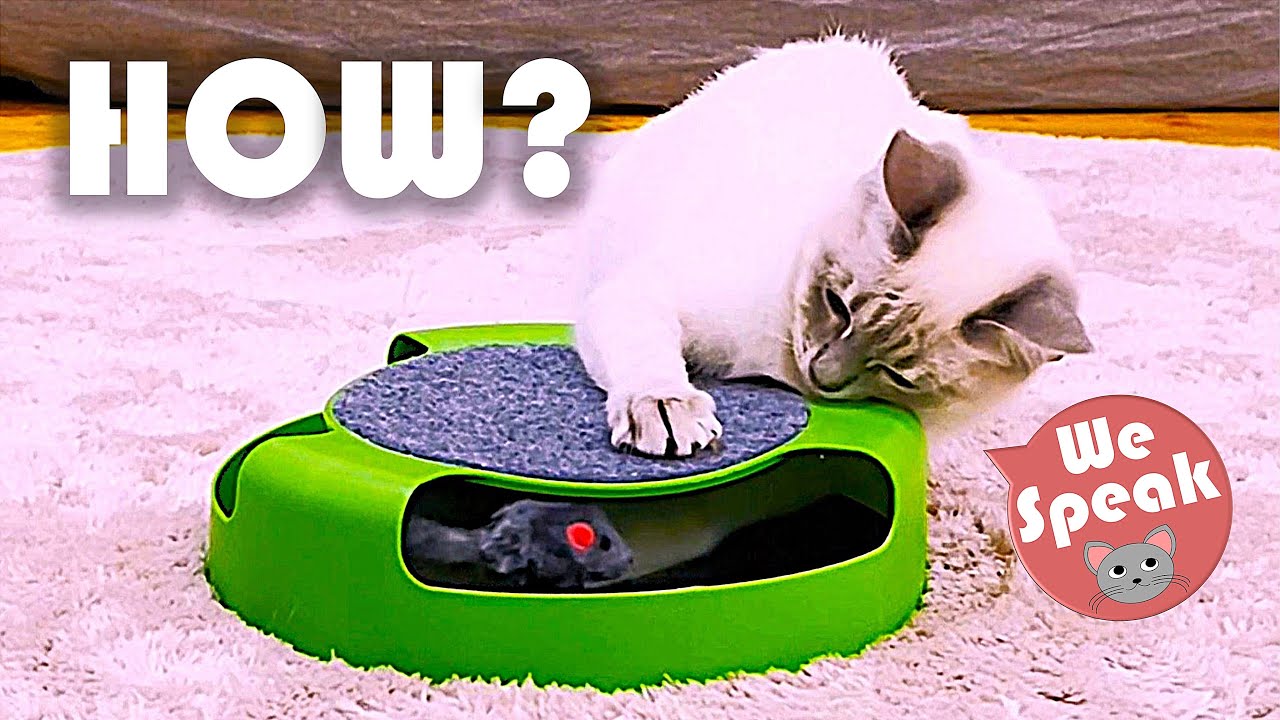 Toy Mouse Track Our Kitten Plays With Mouse Track Cat Toy 🤩 - YouTube
