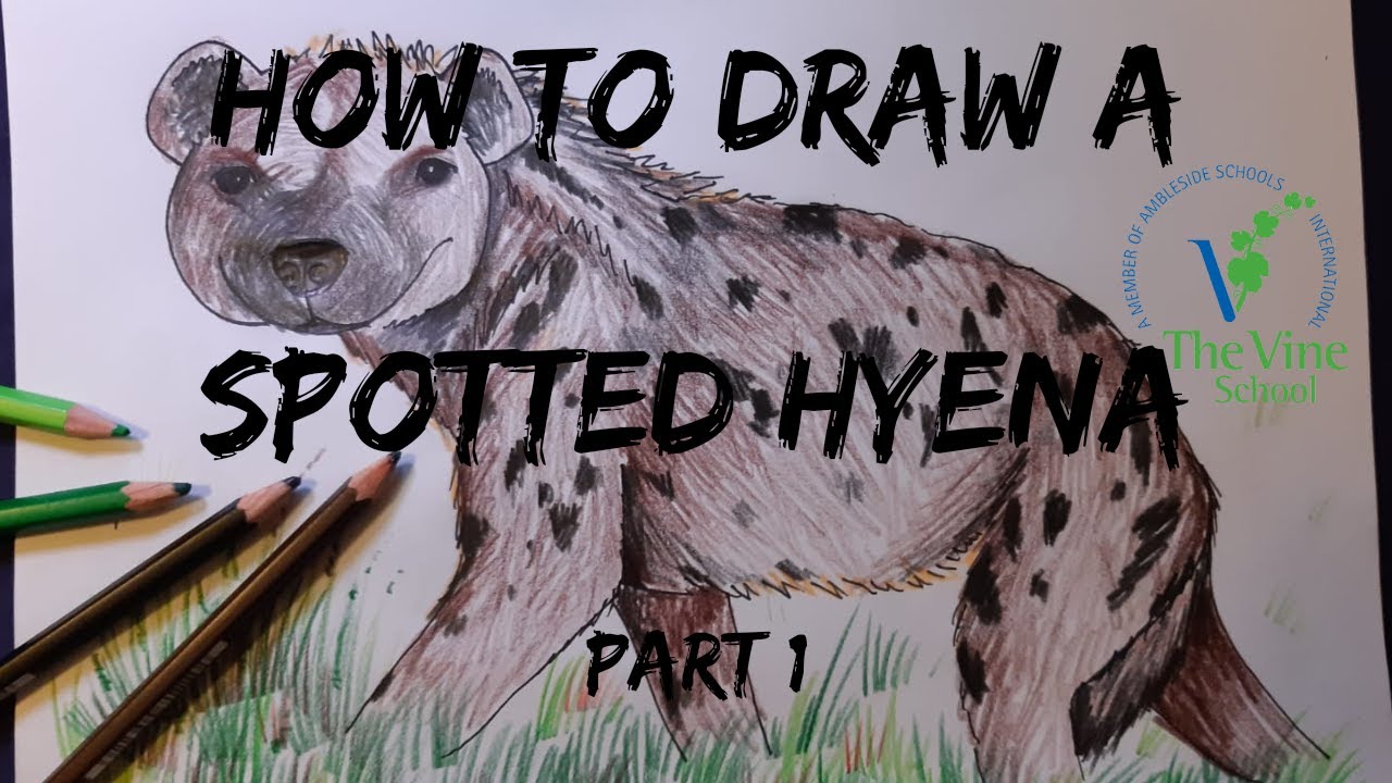 How to Draw a Spotted Hyena part 1
