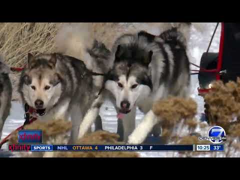 Video: Dogsledding in Colorado: The Complete Guide